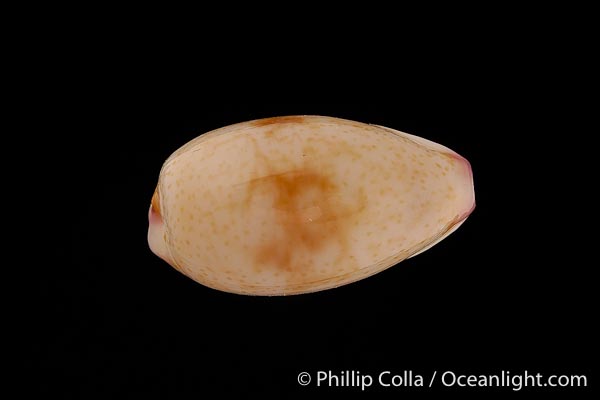  p>紫端宝螺(学名:purpuradusta fimbriata fimbriata)是腹足纲宝螺科