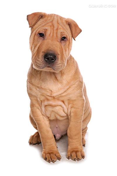 沙皮犬,英文名 sharpei,产于中国广东南海大沥镇一带,是世界名种斗狗