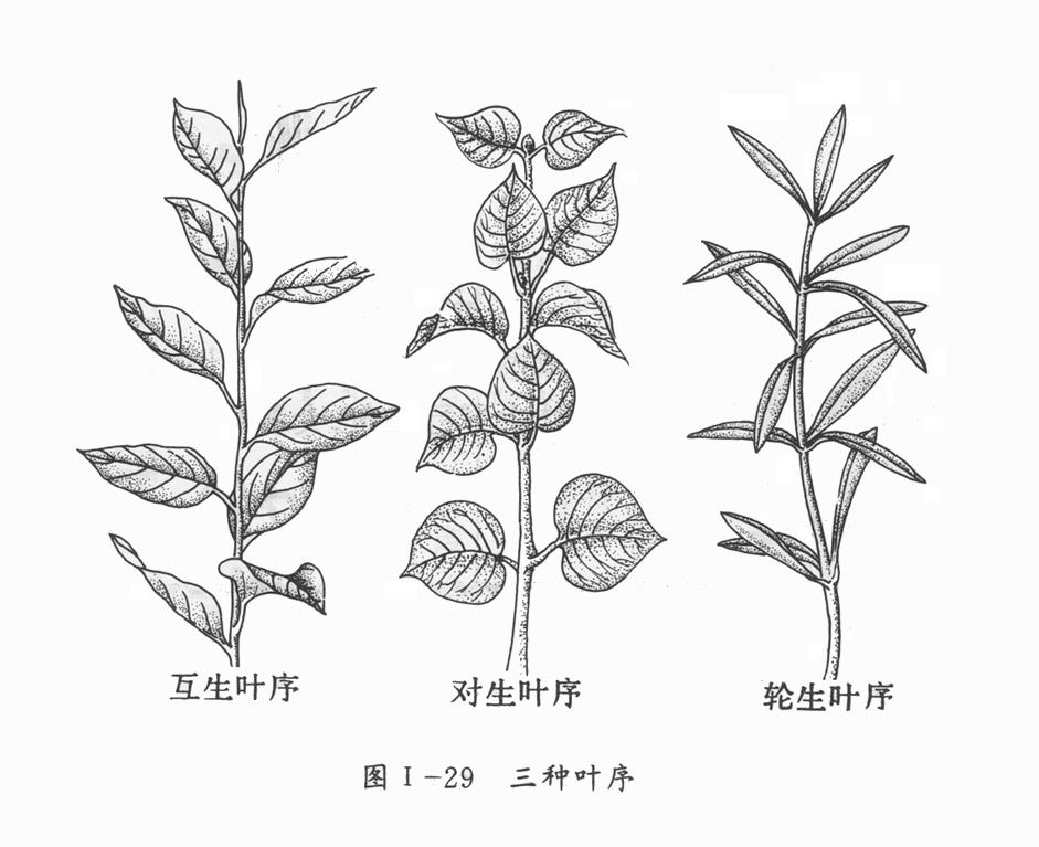  p>叶序,叶在茎枝上排列的次序称为序,具有种的特异的在外界条件下不