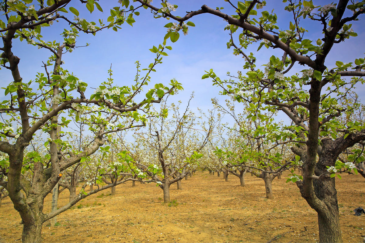 梨树王风景区是安徽省宿州市 a target="_blank" href="/item/砀山县
