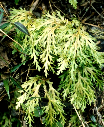 为卷柏科植物大叶卷柏 i>selaginella  bodineieri  /i>hieron.