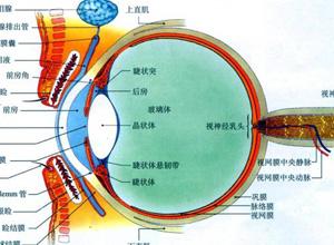 玻璃体呈不同程度混浊,玻璃体内可见半透明的浅灰色或浅蓝色球形囊体