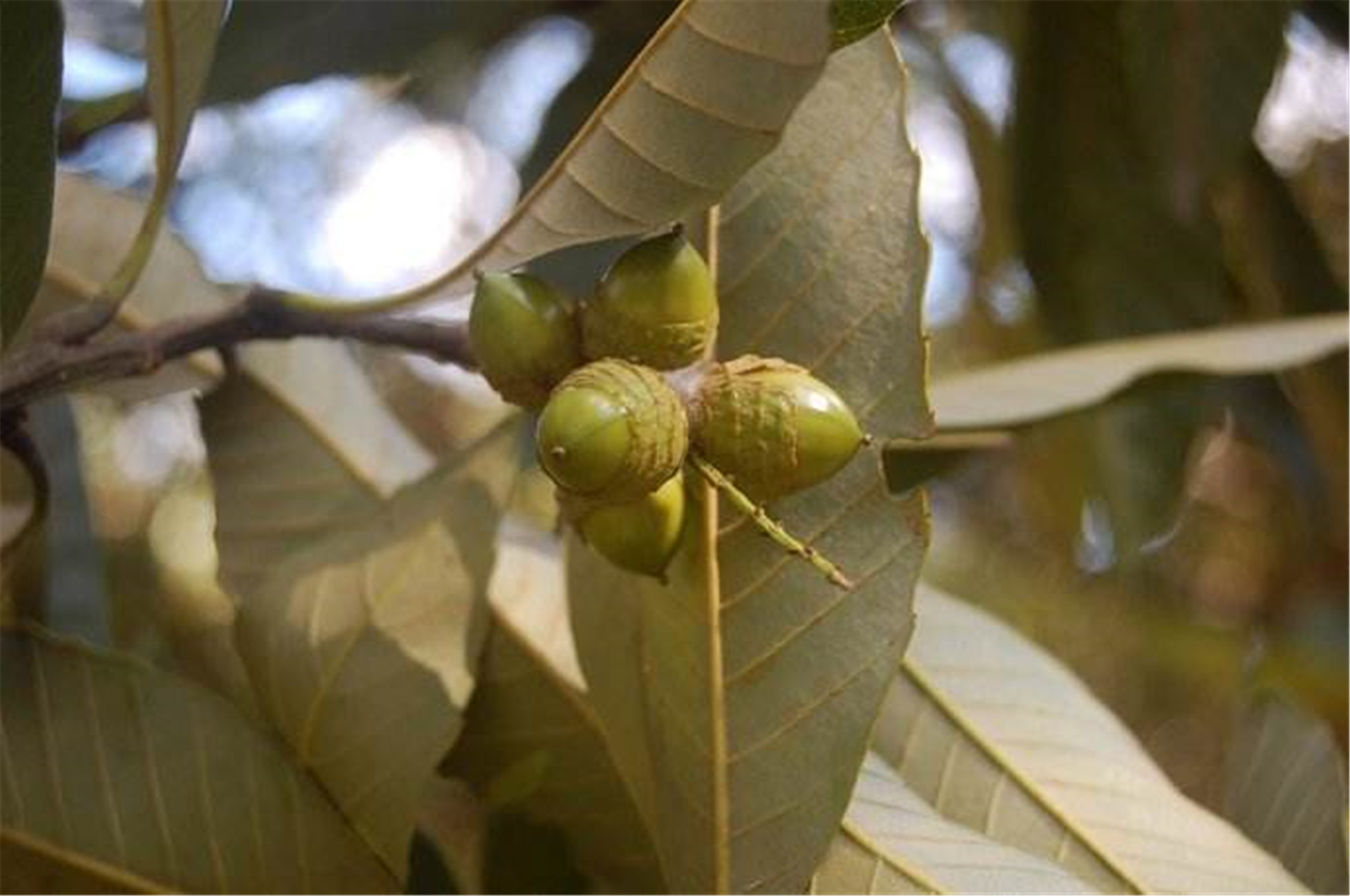  p>黧蒴锥(学名: i>castanopsis fissa /i> (champ. ex benth.) rehd.