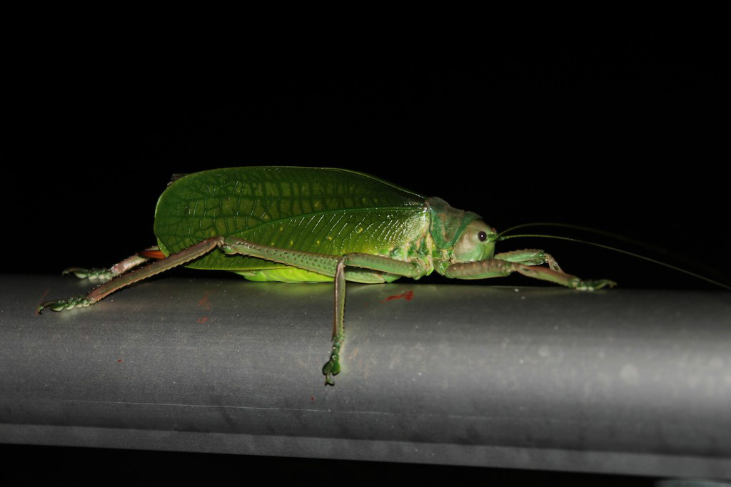  p>pseudophyllanax imperialis,是纺织娘亚科生物,中文名为帝王螽斯