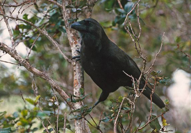  p>夏威夷乌鸦(学名:corvus hawaiiensis):体长48–50厘米.