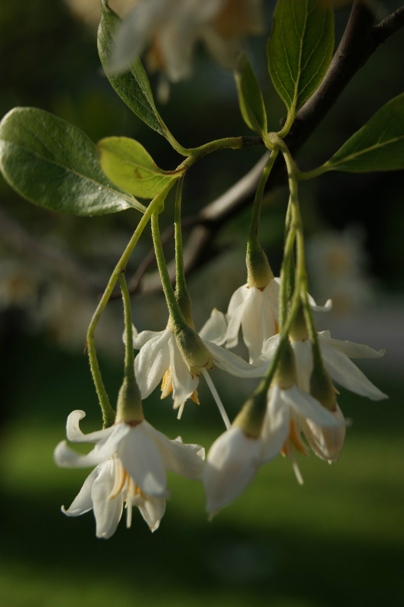  p>大花野茉莉(拉丁学名: i>styrax grandiflora griff.