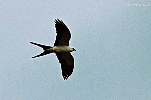  p>燕尾鸢(学名: i>elanoides forficatus /i>)为鹰科的 a href="#"