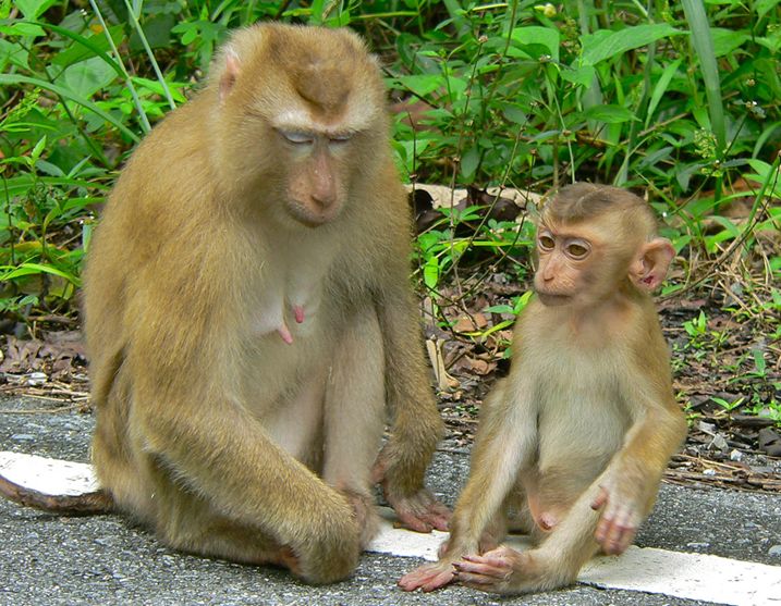  p>豚尾猴(学名: i>macaca leonina /i>):体长54-62厘米,体型较粗壮