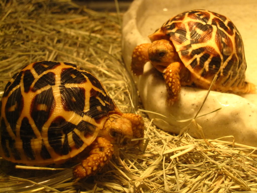 geochelone elegans,英文名:indian star tortoise,中文名:印度星龟