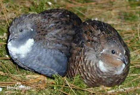 个体较鹌鹑小.尾短.