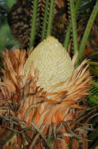  p>篦齿苏铁(学名: i>cycas pectinata   /i>griff.