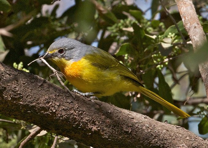 sulphur-breasted bush-shrike