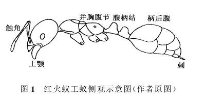 (学名: i>solenopsis invicta  /i>buren)的拉丁名意指"无敌的"蚂蚁