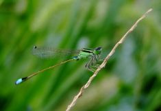 草蜻蜓有许多不...