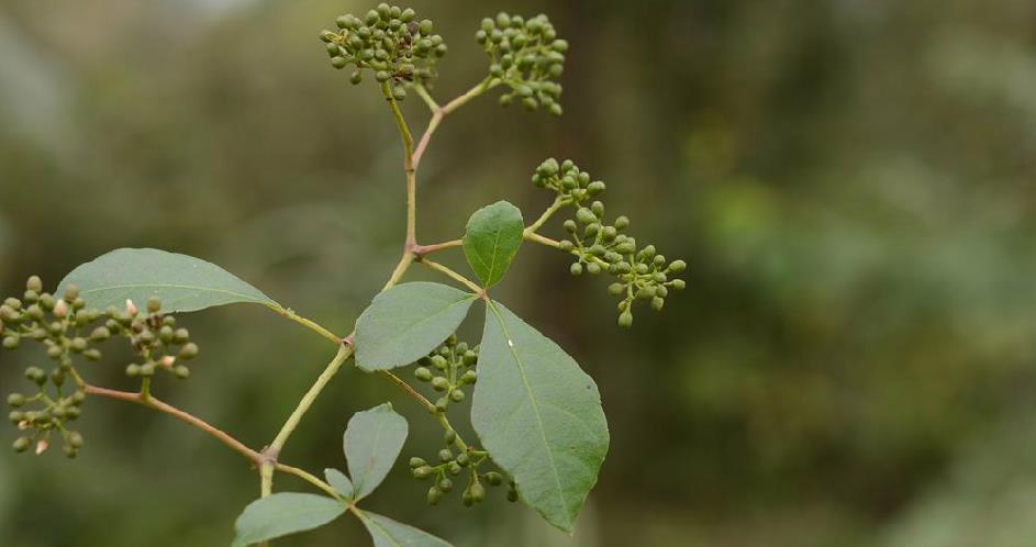  p>花叶地锦(学名: i>parthenocissus henryana /i> (hemsl.