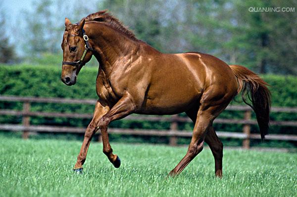  p>纯种马是17世纪在 a target="_blank" href=