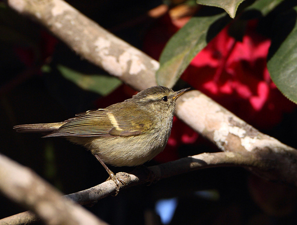 orange-barred willow warbler