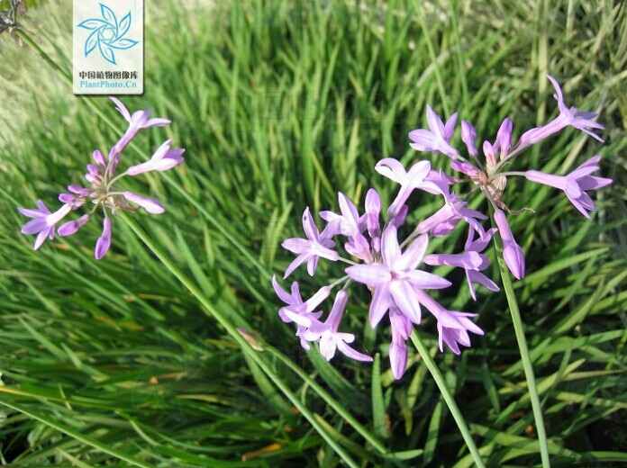  p>紫娇花,拉丁学名:(tulbaghia violacea),属石蒜科 a target="
