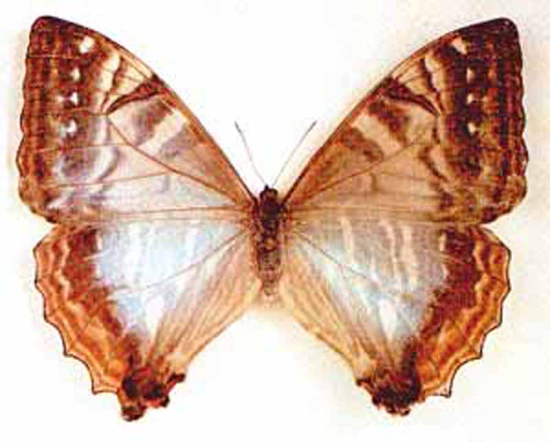 花纹闪蝶