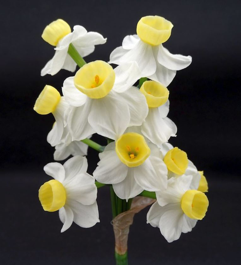  p>多花水仙(学名: i>narcissus tazetta /i> l.