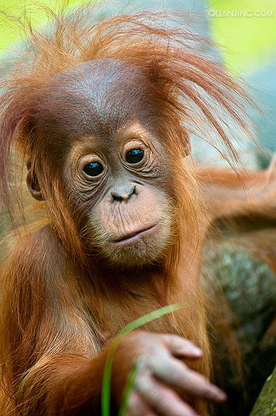 href="#" data-lemmaid="1593453">猴子 /a>最大不同的地方就是没有 a