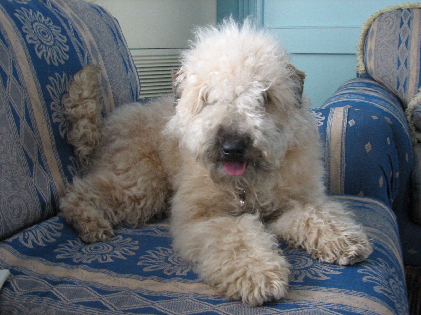 爱尔兰软毛梗是快乐,坚定的狗