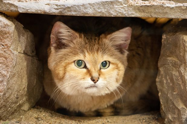  p>沙丘猫(学名: i>felis margarita /i>):是最小的 a target="_blank