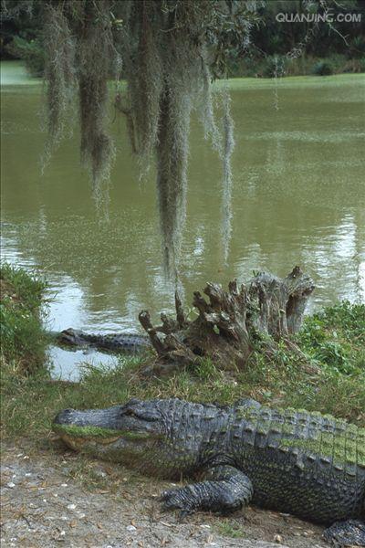  p>美国短吻鳄(学名: i>alligator mississippiensis /i>),又称密河鳄