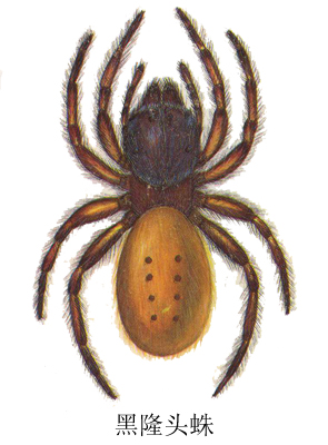 黑隆头蛛