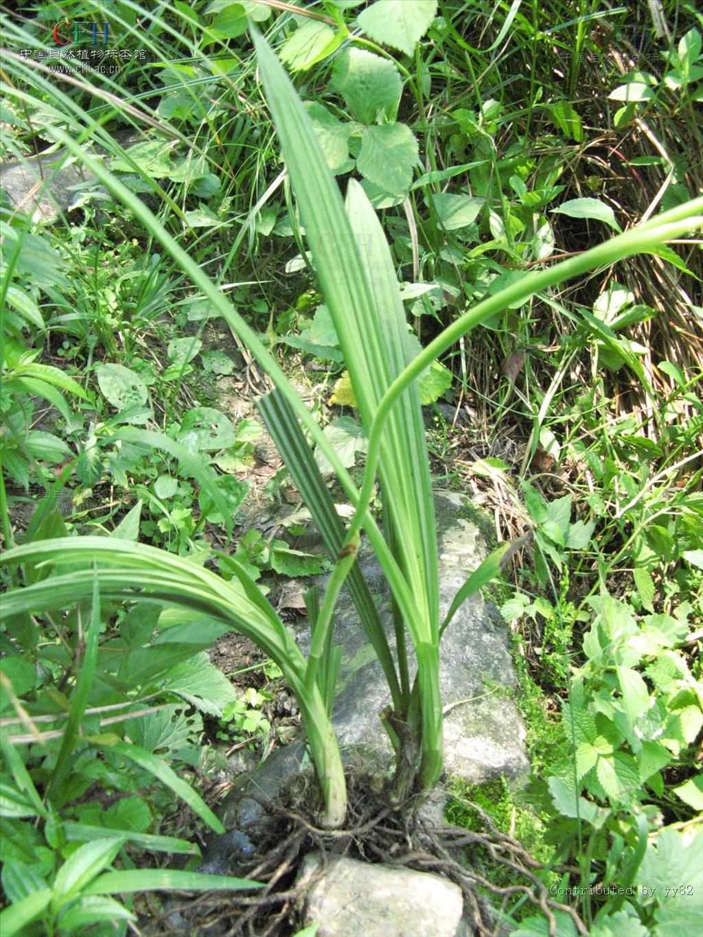  p>虾脊兰(学名: i>calanthe discolor /i>  lindl.