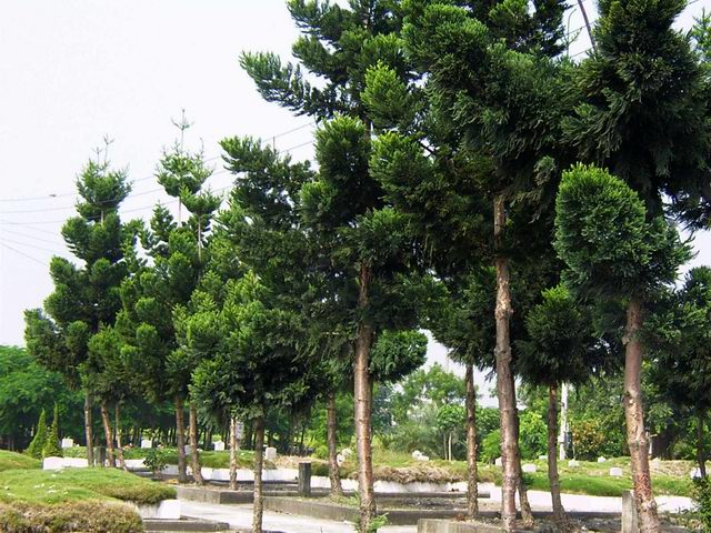 行道树