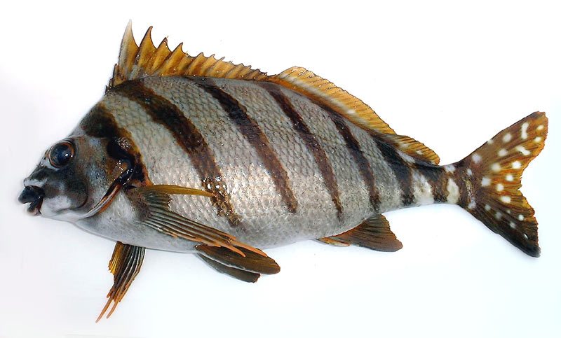  p data-id="go0f2bkntk">花尾鹰   ,鹰   科鹰   属的一种 a target=