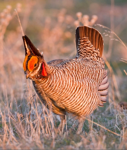 tympanuchus pallidicinctus