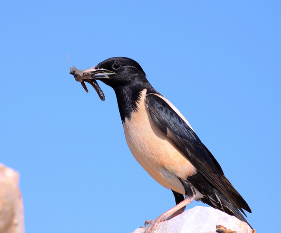  p>粉红椋鸟(学名: i>sturnus roseus /i>):中等体型,成鸟体长19-22
