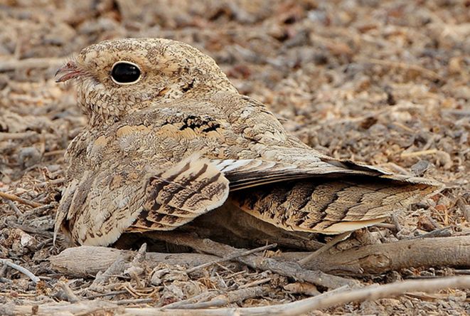  p>埃及夜鹰(学名: i>caprimulgus aegyptius /i>),是 a href="#"