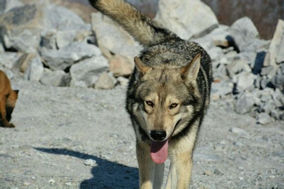 杂交狼狼混血串种狼