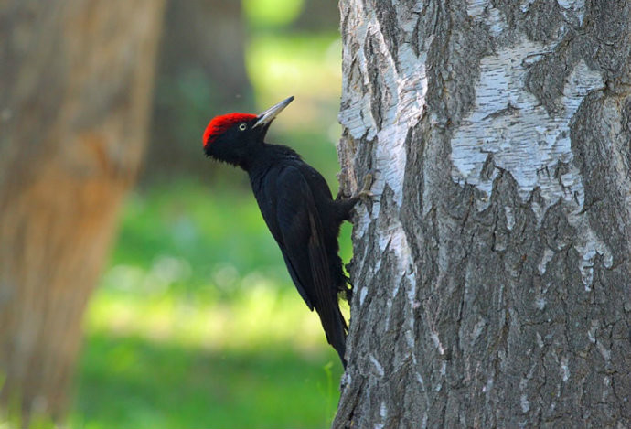  p>帝啄木鸟,又称白嘴啄木鸟,产于墨西哥北部.