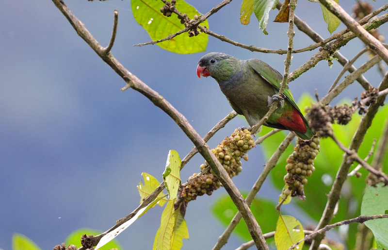  p>红嘴鹦哥(学名: i>pionus sordidus /i>)为鹦形目鹦鹉科的 a