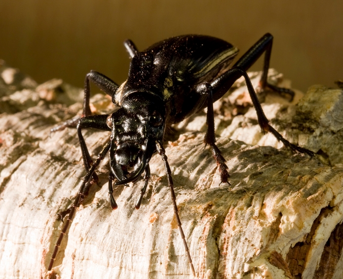 two-spotted ground beetle