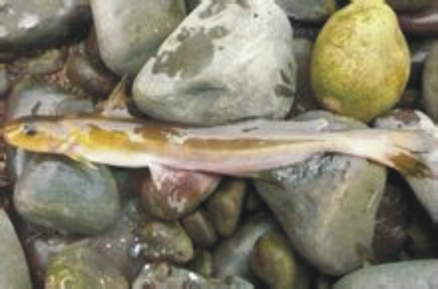 为常见的中小型经济鱼类 /p>