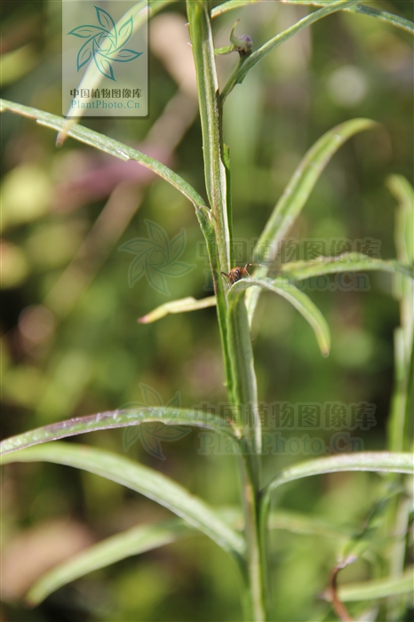  p>渐尖风毛菊(学名:saussurea acuminata turcz. ex fisch. et mey.