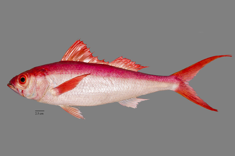  p>闪灼红钻鱼 /p> p>拉丁学名:etelis coruscans /p> p>英文名:deep