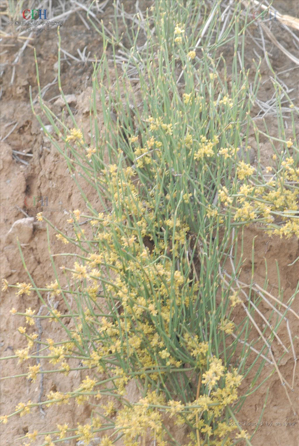  p>草麻黄,学名:ephedra sinica stapf,为 a target="_blank" href="