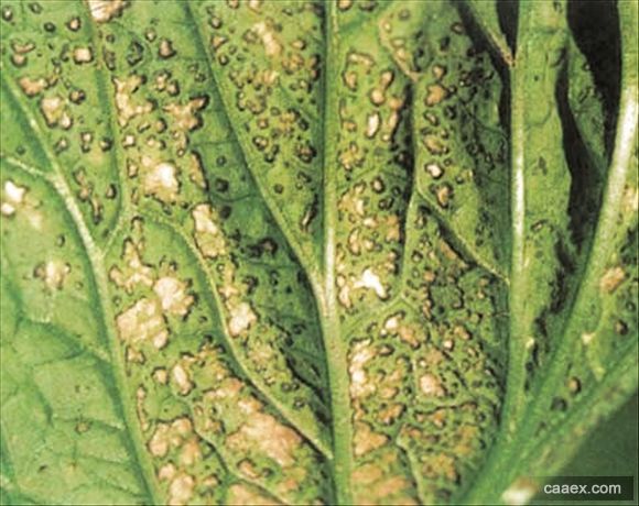 大白菜细菌性角斑病