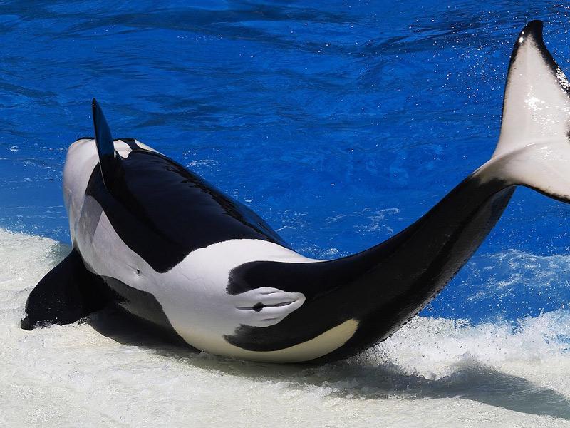  p>剑吻鲸 喜栖息于 a target="_blank" href="/item/深海区/2019915"