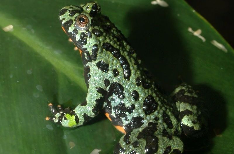  p>东方铃蟾(学名: i>bombina orientalis /i>)是铃蟾科,铃蟾属两栖