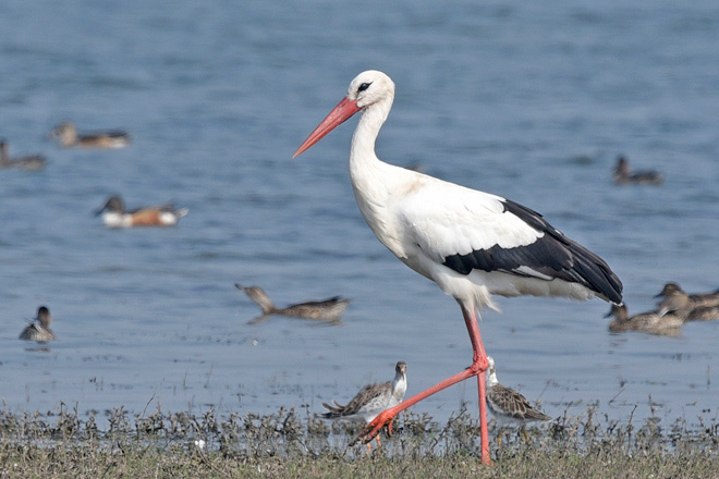  p>欧洲白鹳(学名: i>ciconia ciconia /i>):是一种大型 a href="#"