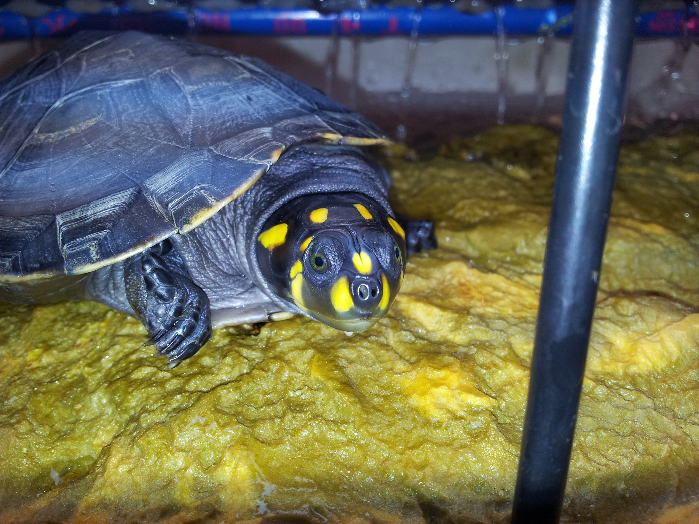  p>黄头侧颈龟(学名: i>podocnemis unifilis /i>)是侧颈龟科,南美侧