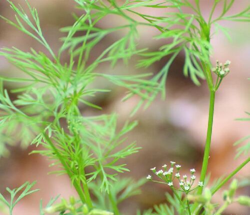  p>细叶旱芹(学名: i>apium leptophyllum  /i> (pers.) f. muell.