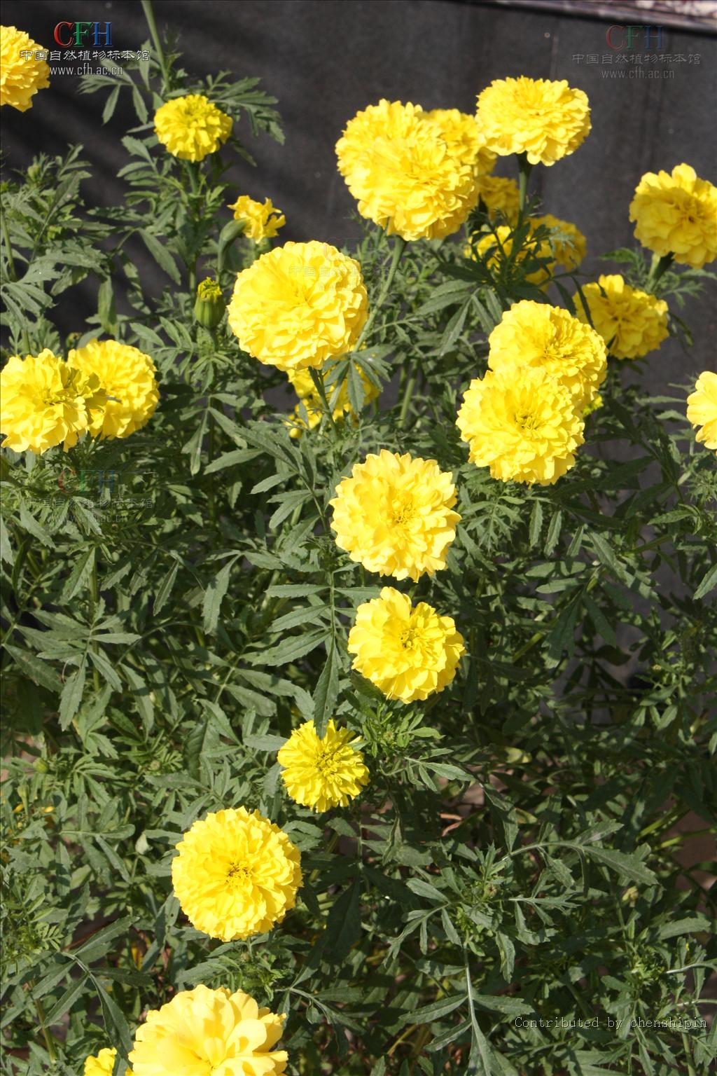  p>万寿菊属(学名:tagetes l.